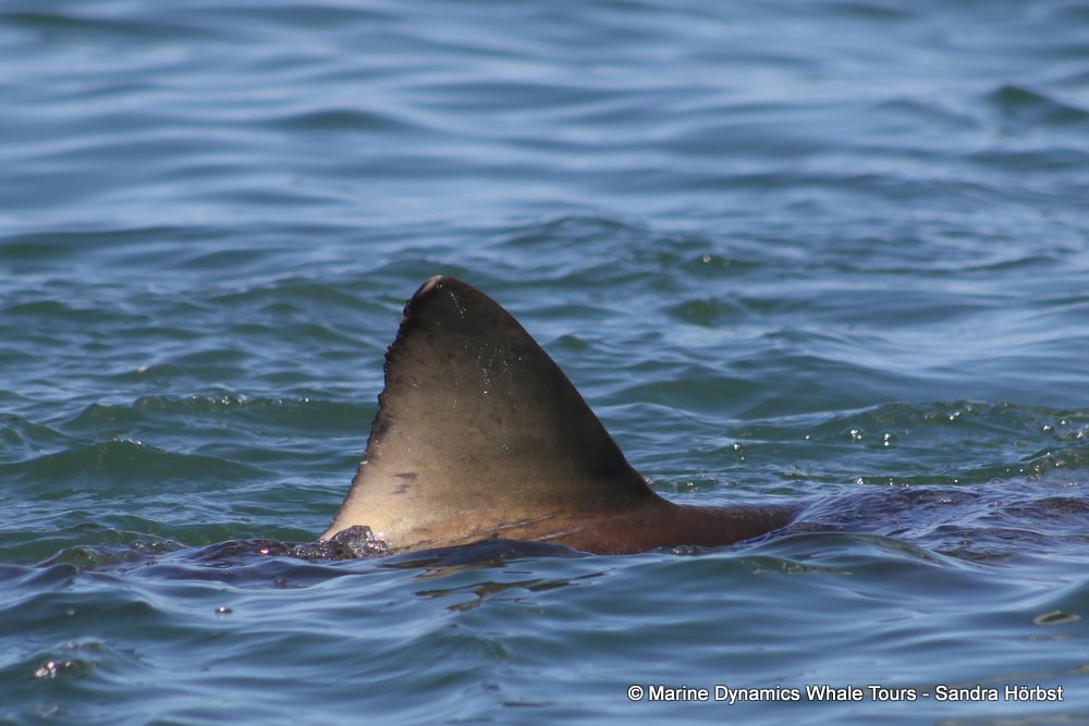 bronze whaler shark, whale watching, gansbaai, south africa,