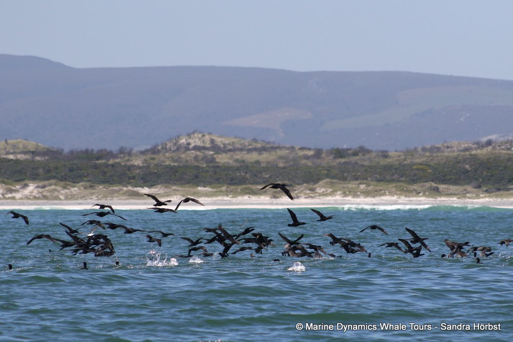 cape cormorants, whale watching, gansbaai, south africa