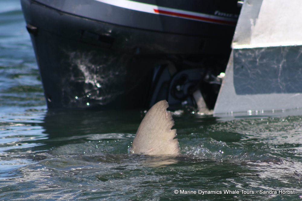 bronze whaler shark, whale watching, gansbaai, south africa,