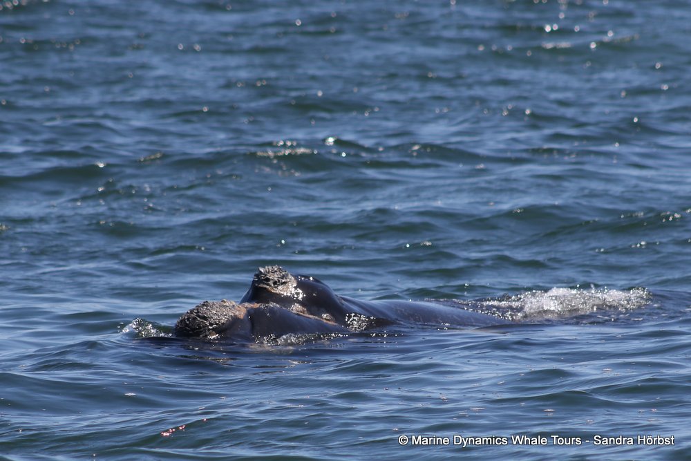 Southern right whale, whale watching, gansbaai, south africa,