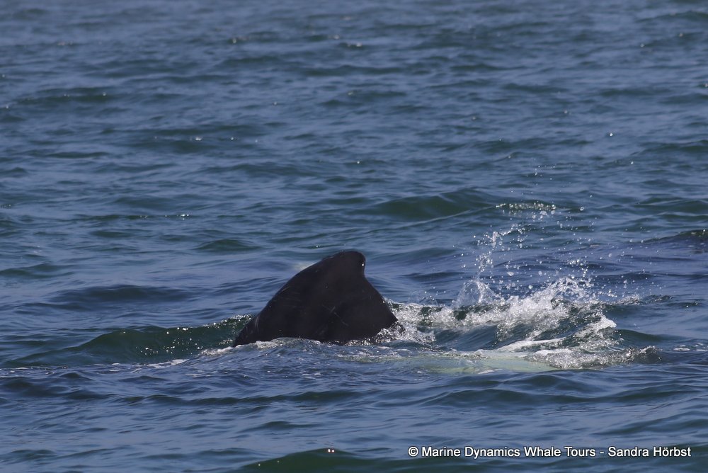 Southern right whale, whale watching, gansbaai, south africa,