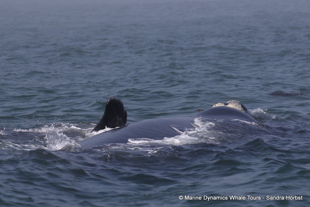 Southern right whale, whale watching, gansbaai, south africa,