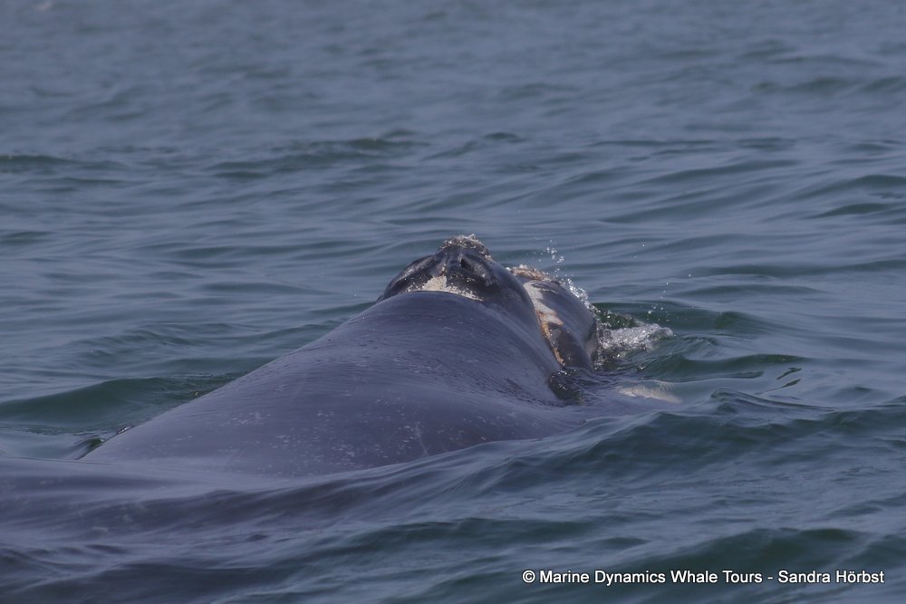 Southern right whale, whale watching, gansbaai, south africa,