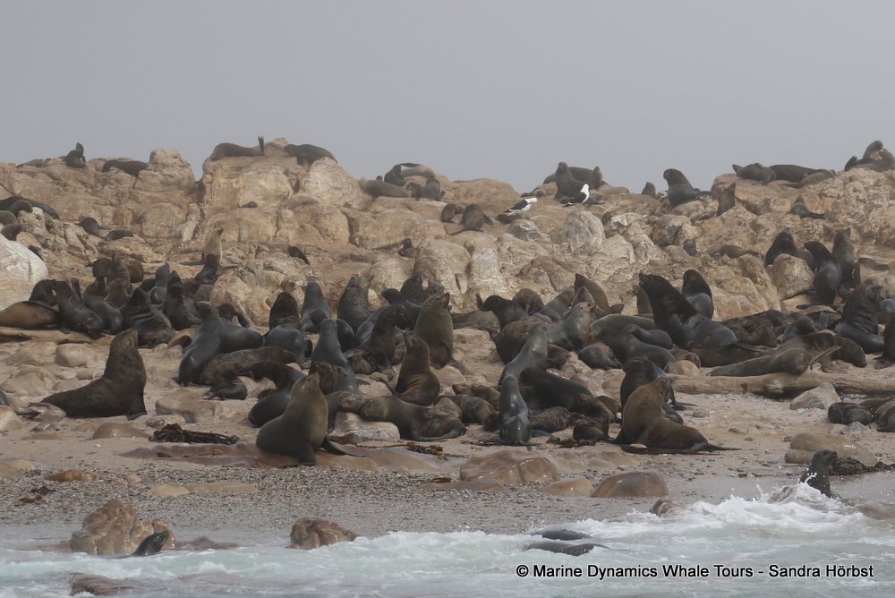 cape fur seal, whale watching, gansbaai, south africa