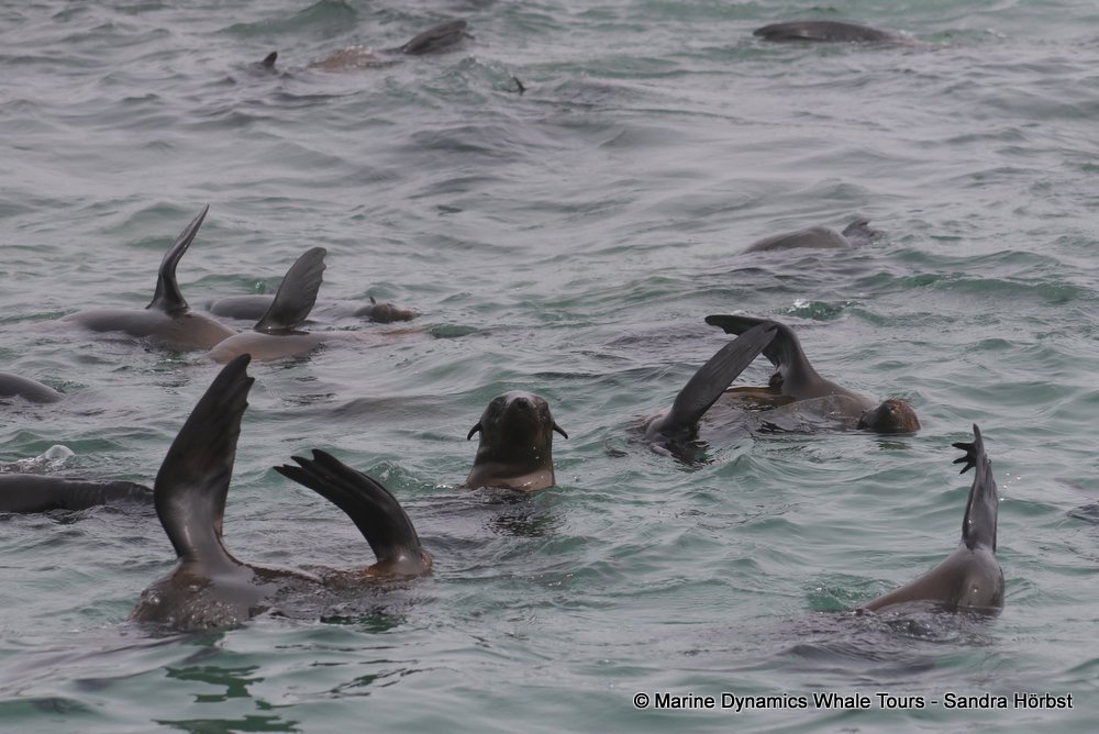 cape fur seal, whale watching, gansbaai, south africa