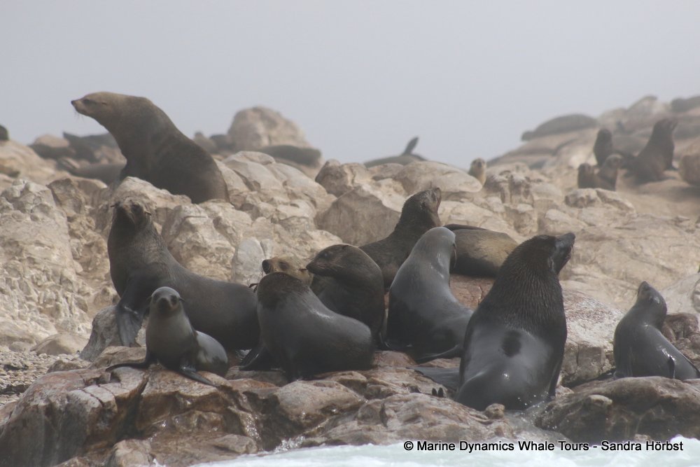 cape fur seal, whale watching, gansbaai, south africa