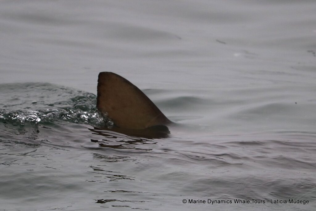 bronze whaler shark, whale watching, gansbaai, south africa,