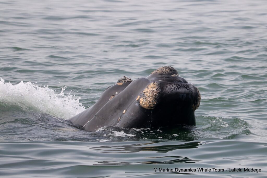 Southern right whale, whale watching, gansbaai, south africa,