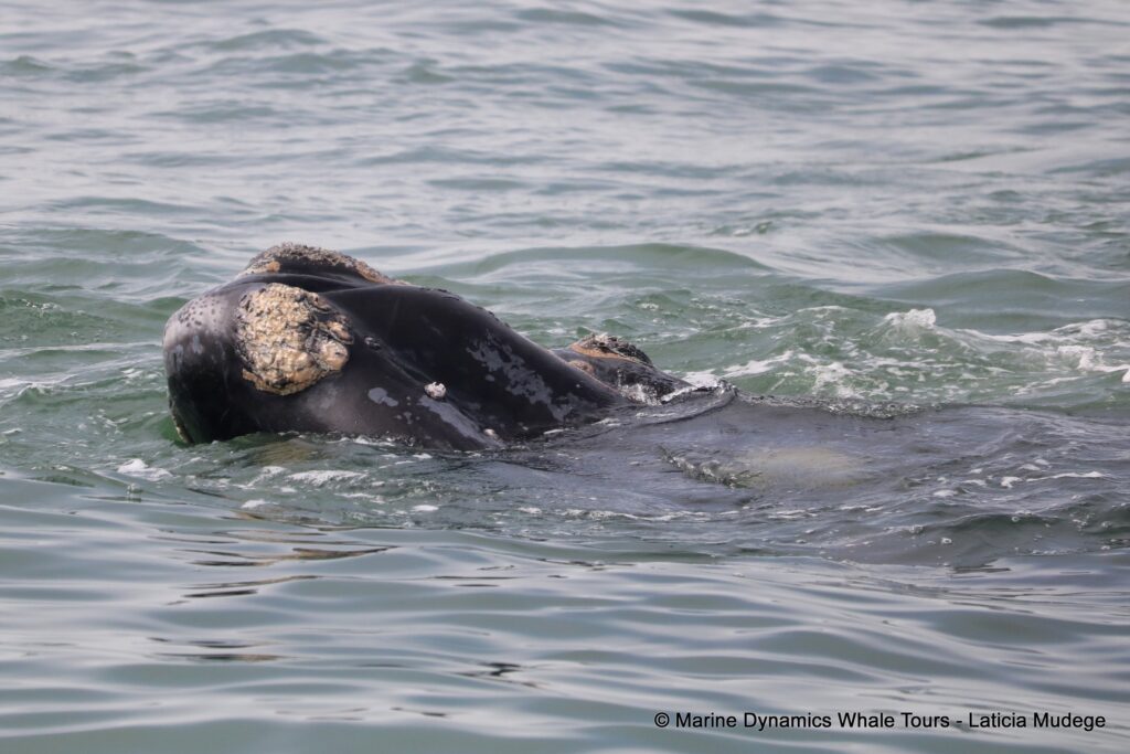 Southern right whale, whale watching, gansbaai, south africa,