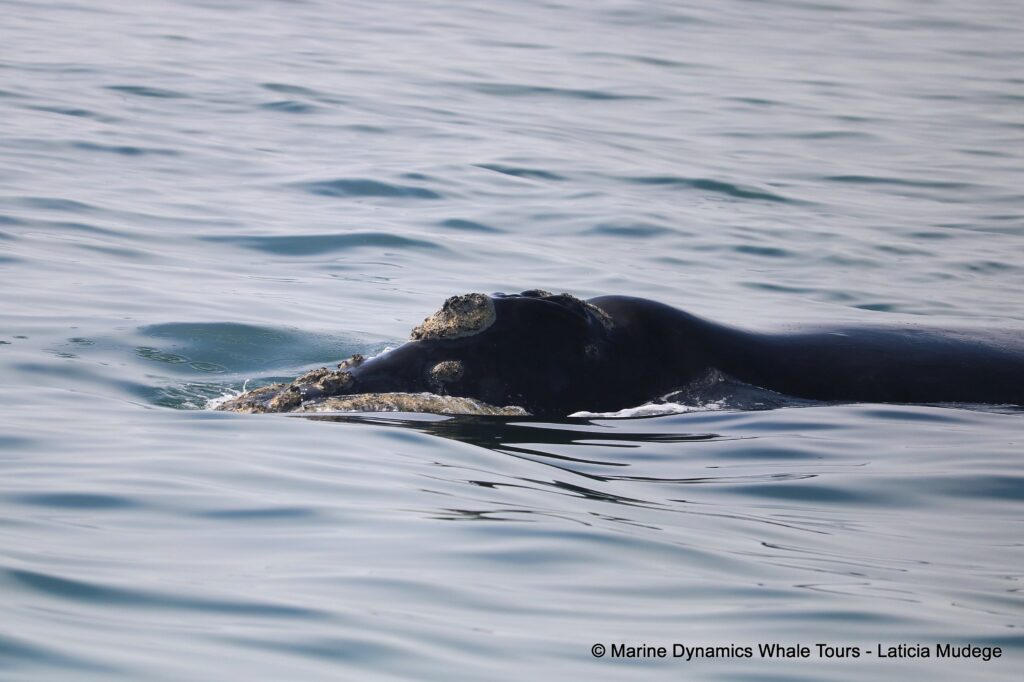 Southern right whale, whale watching, gansbaai, south africa,