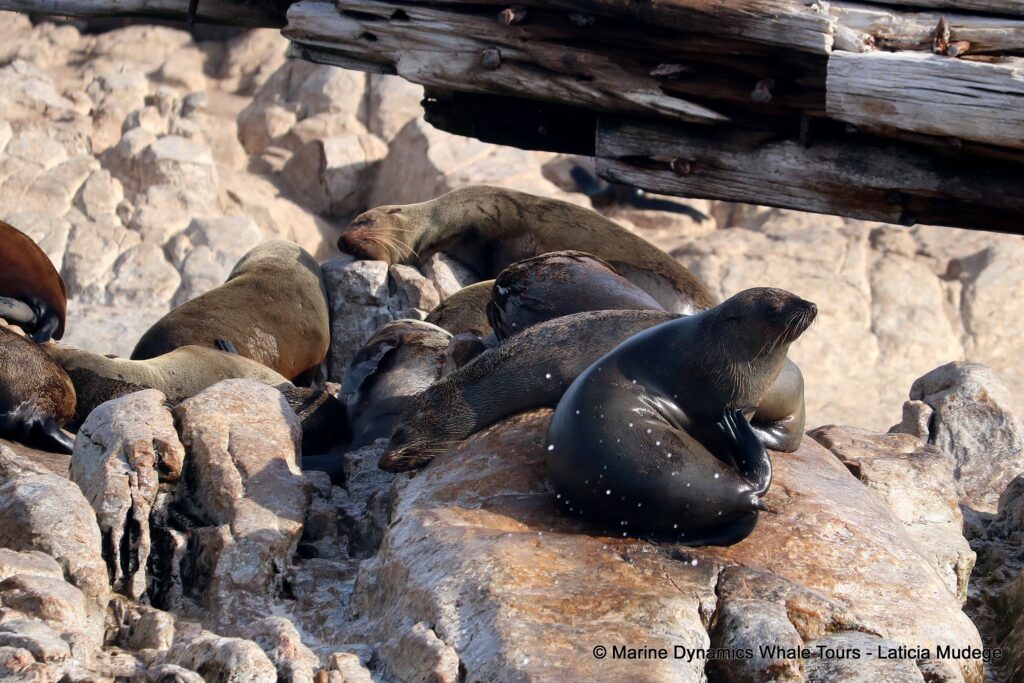 cape fur seal, whale watching, gansbaai, south africa