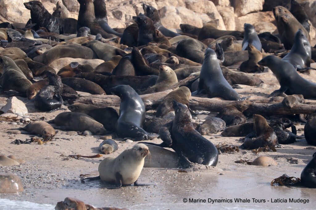 cape fur seal, whale watching, gansbaai, south africa