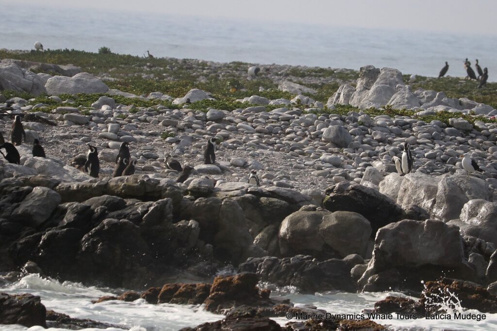 african penguin, whale watching, gansbaai, south africa