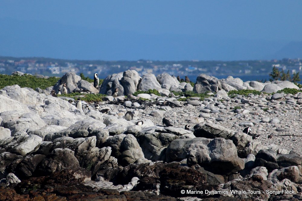 african penguin, whale watching, gansbaai, south africa