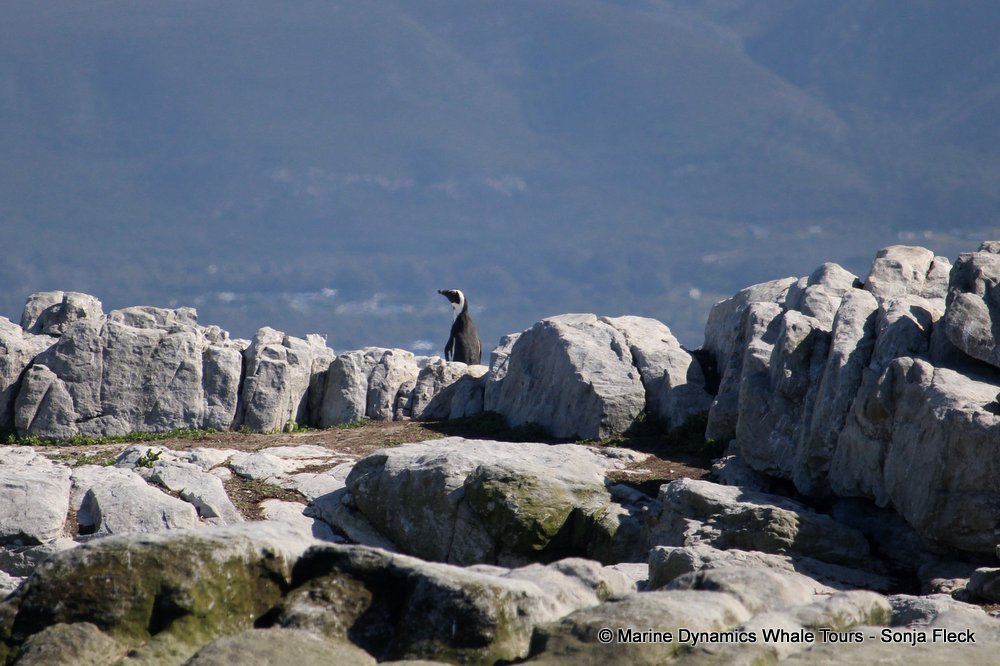 african penguin, whale watching, gansbaai, south africa