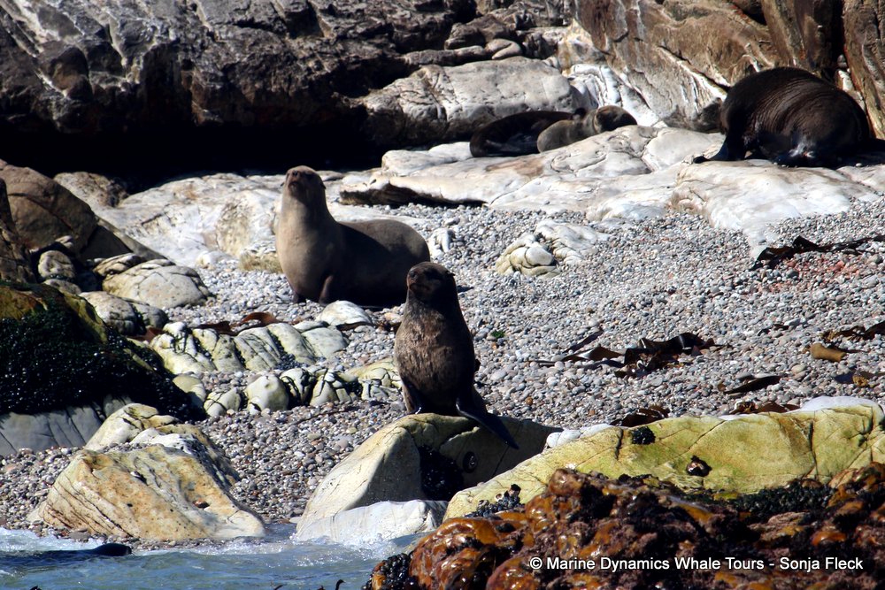 cape fur seal, whale watching, gansbaai, south africa