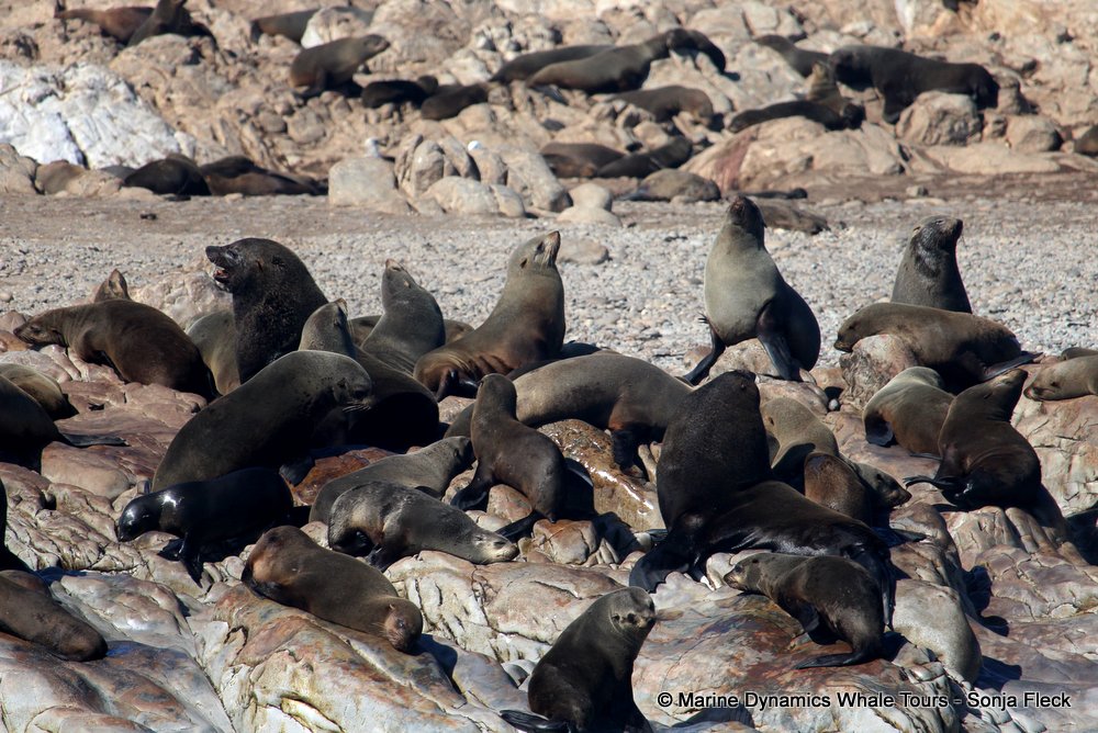 cape fur seal, whale watching, gansbaai, south africa