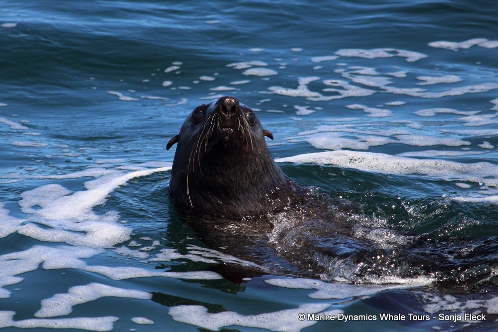 cape fur seal, whale watching, gansbaai, south africa