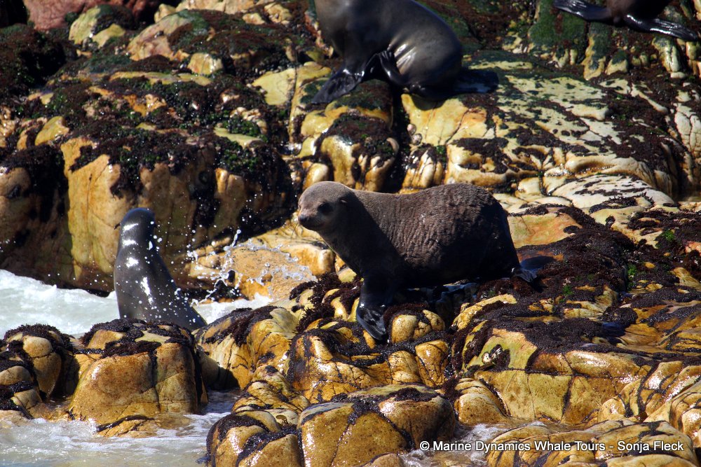 cape fur seal, whale watching, gansbaai, south africa