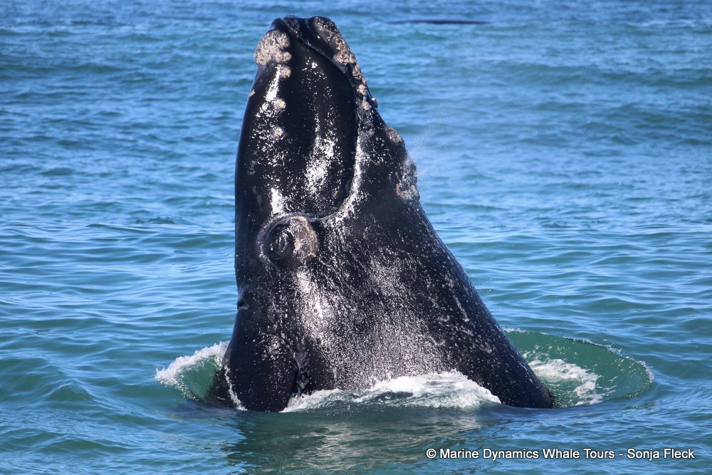 Southern right whale, whale watching, gansbaai, south africa,