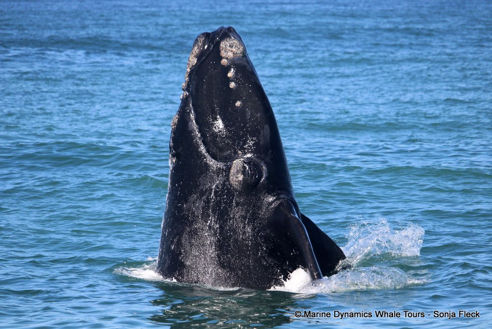 Marine Big 5 Daily Blog 13 October
