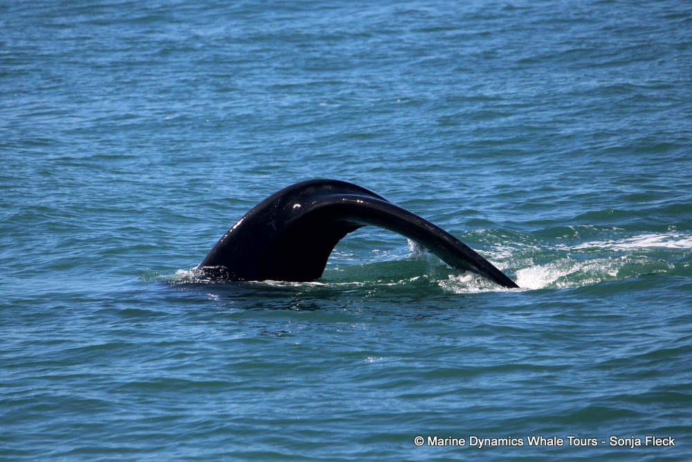 Southern right whale, whale watching, gansbaai, south africa,