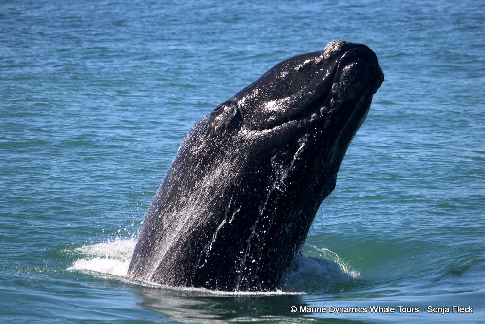 Southern right whale, whale watching, gansbaai, south africa,