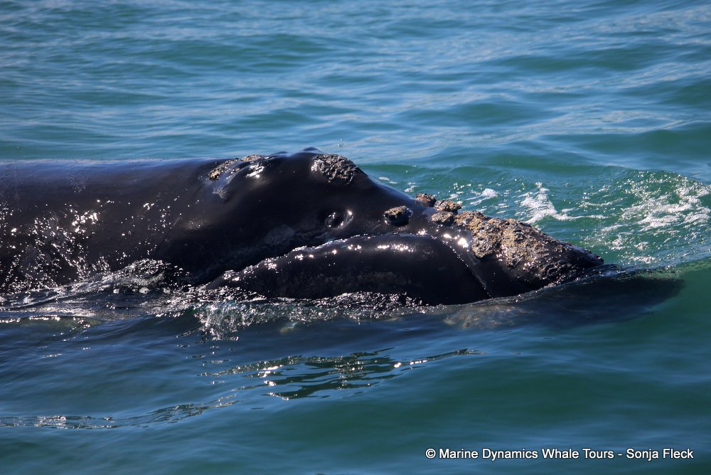 Southern right whale, whale watching, gansbaai, south africa,