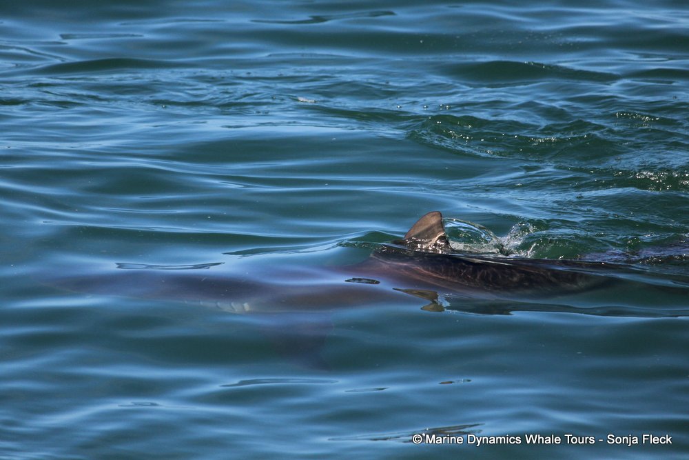 Bronze whaler shark, whale watching, gansbaai, south africa,