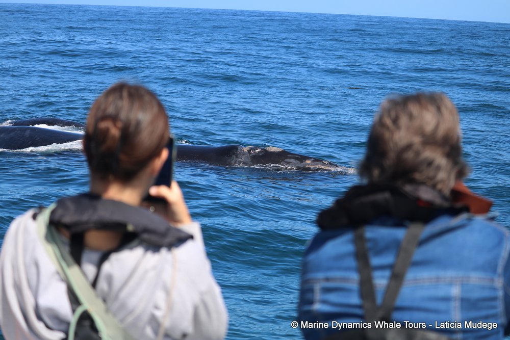 Southern right whale, whale watching, gansbaai, south africa,