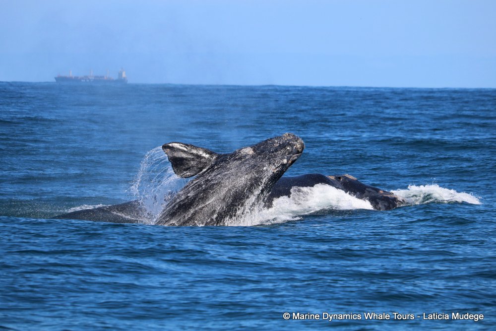 Southern right whale, whale watching, gansbaai, south africa,