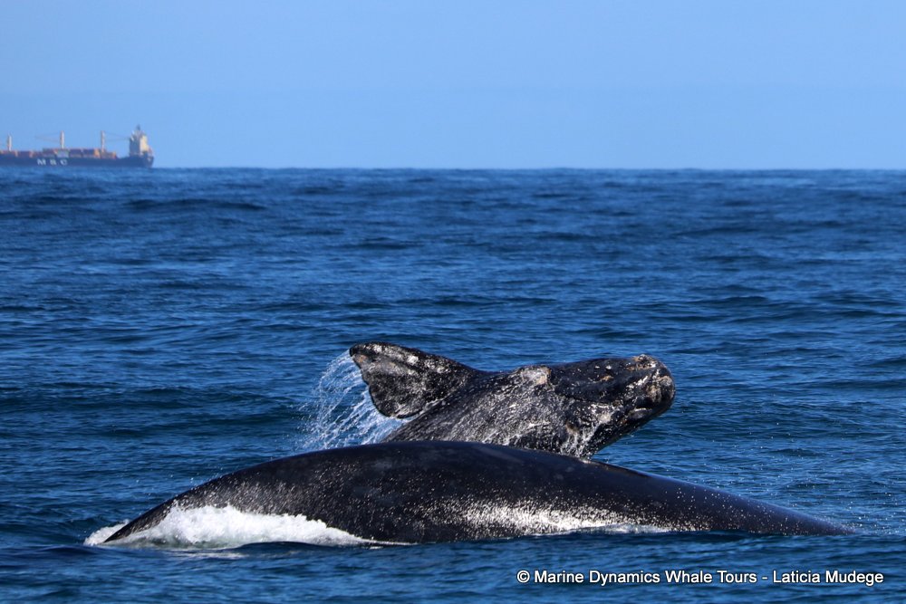Southern right whale, whale watching, gansbaai, south africa,