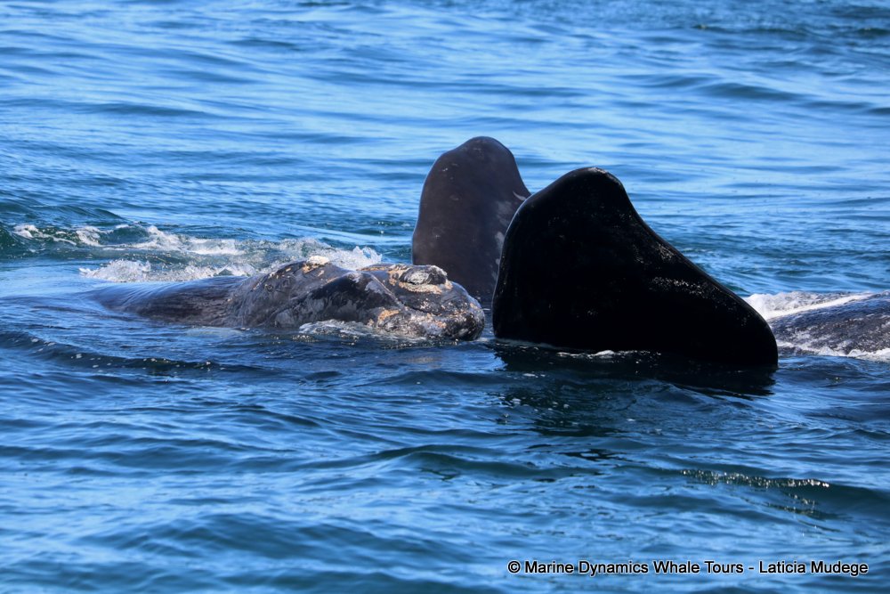 Southern right whale, whale watching, gansbaai, south africa,