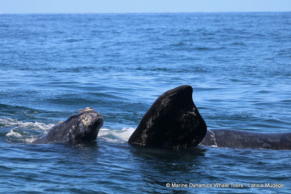 Southern right whale, whale watching, gansbaai, south africa,