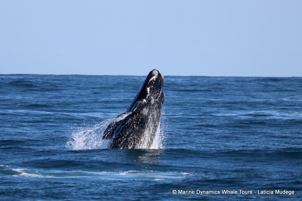 Southern right whale, whale watching, gansbaai, south africa,