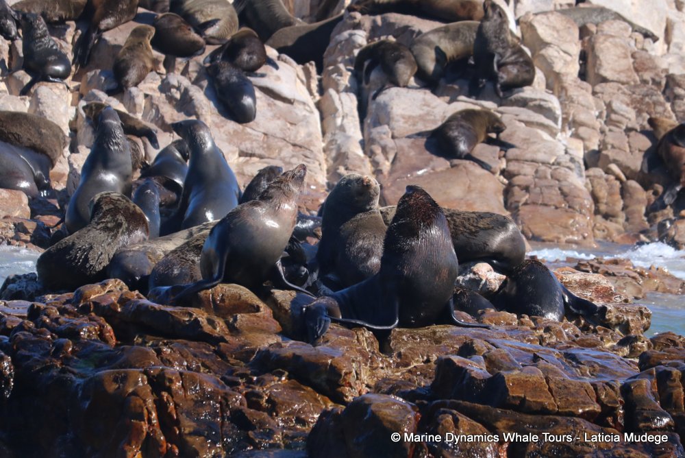 cape fur seal, whale watching, gansbaai, south africa