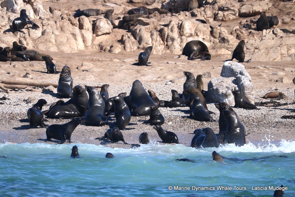 cape fur seal, whale watching, gansbaai, south africa