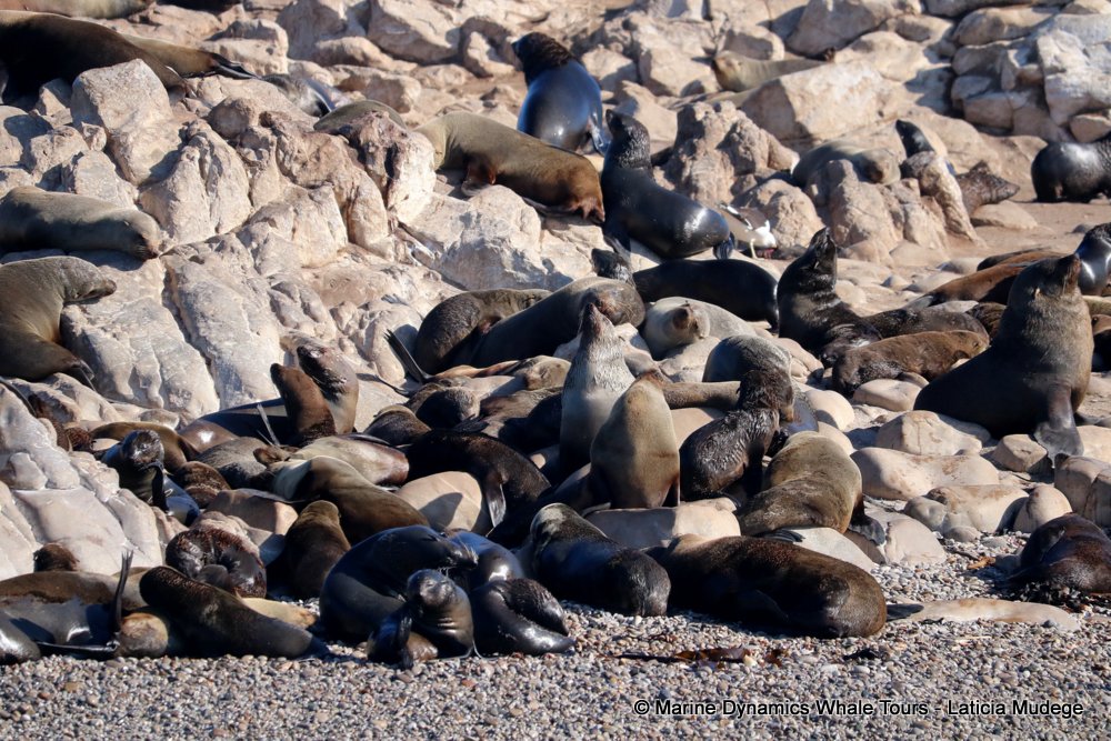 cape fur seal, whale watching, gansbaai, south africa