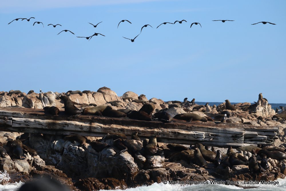 cape fur seal, whale watching, gansbaai, south africa