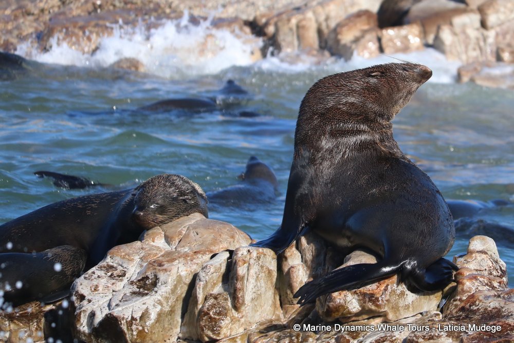 cape fur seal, whale watching, gansbaai, south africa