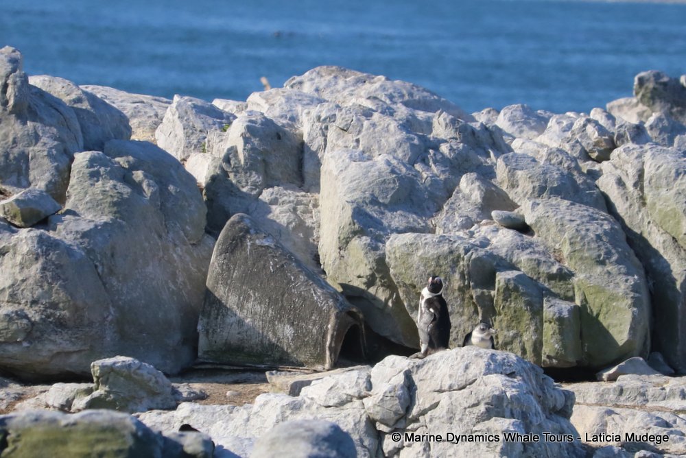 african penguin, whale watching, gansbaai, south africa