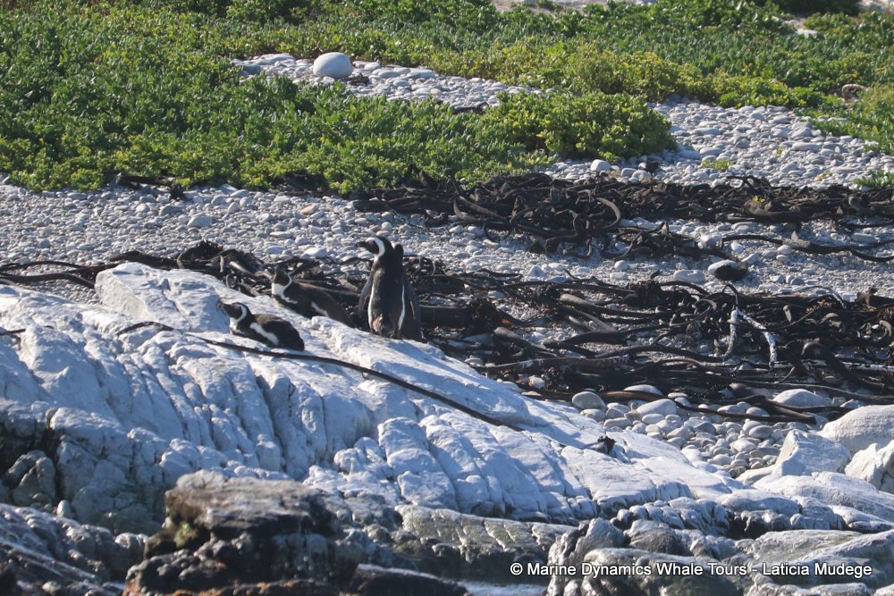 african penguin, whale watching, gansbaai, south africa