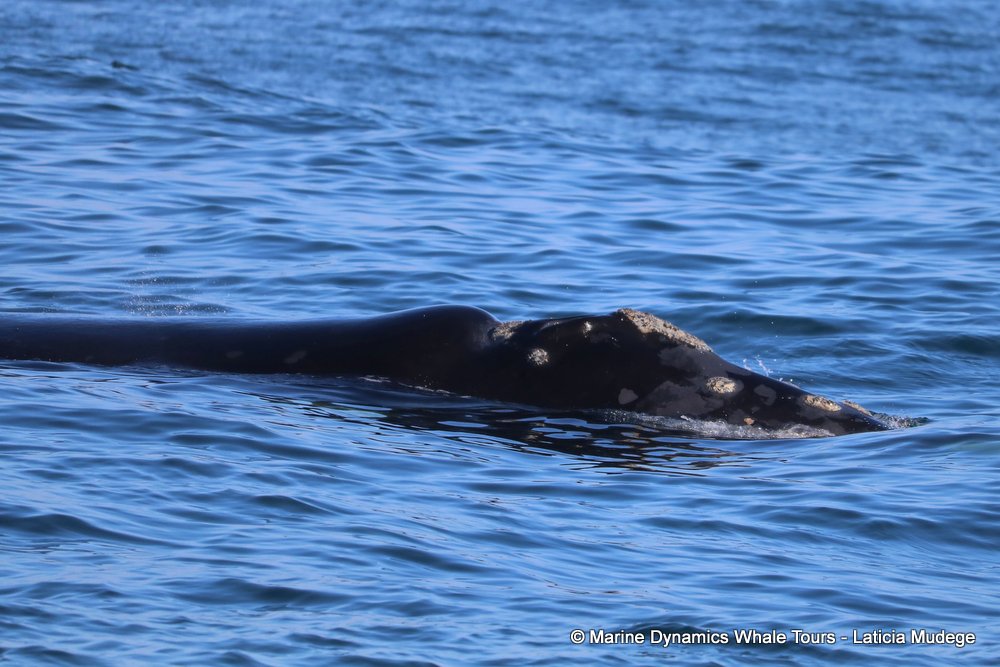 Southern right whale, whale watching, gansbaai, south africa,