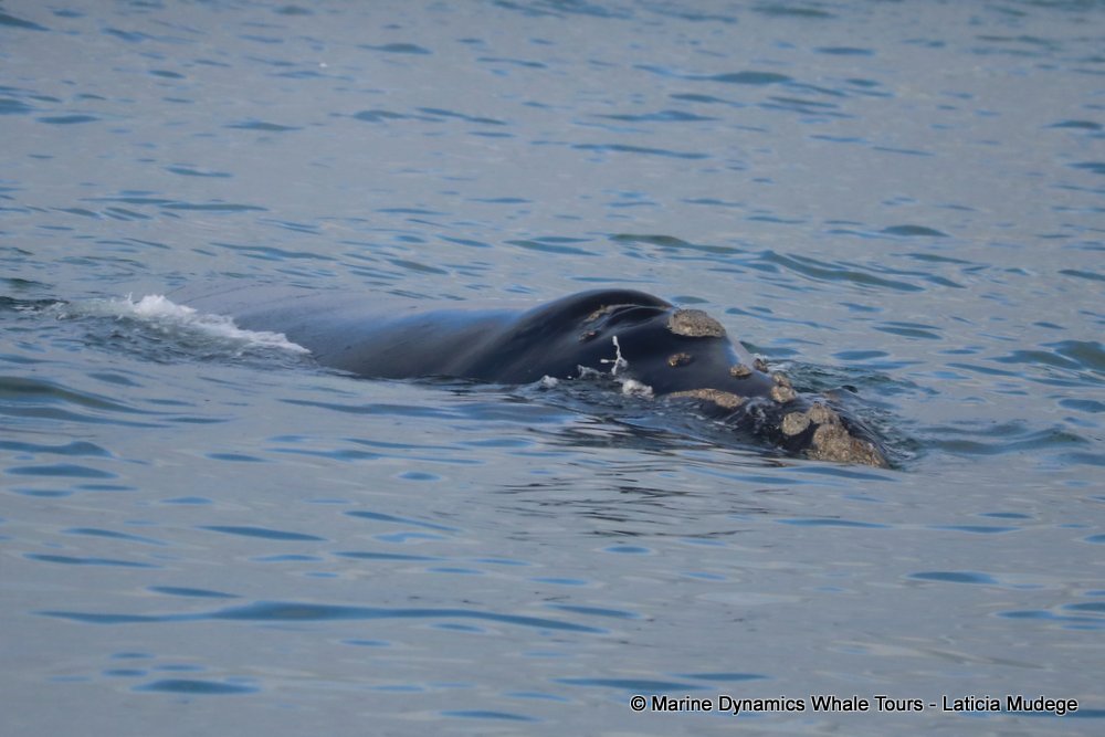 Southern right whale, whale watching, gansbaai, south africa,