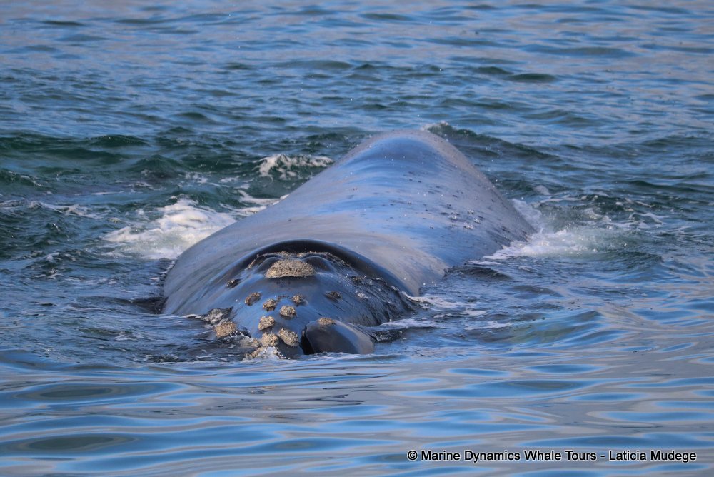 Southern right whale, whale watching, gansbaai, south africa,