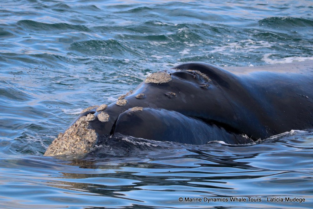 Southern right whale, whale watching, gansbaai, south africa,