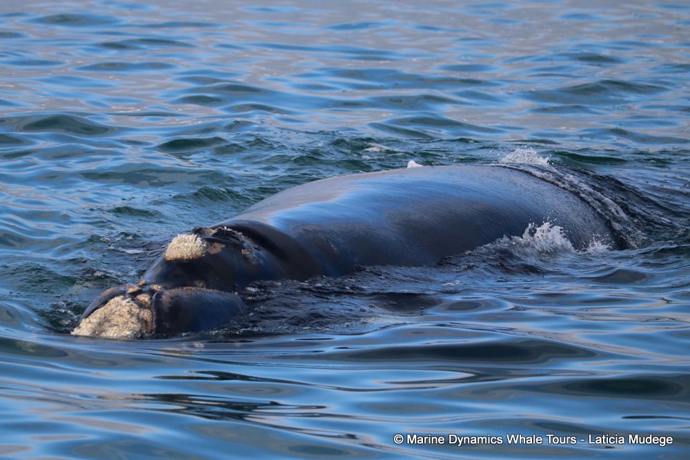 Southern right whale, whale watching, gansbaai, south africa,