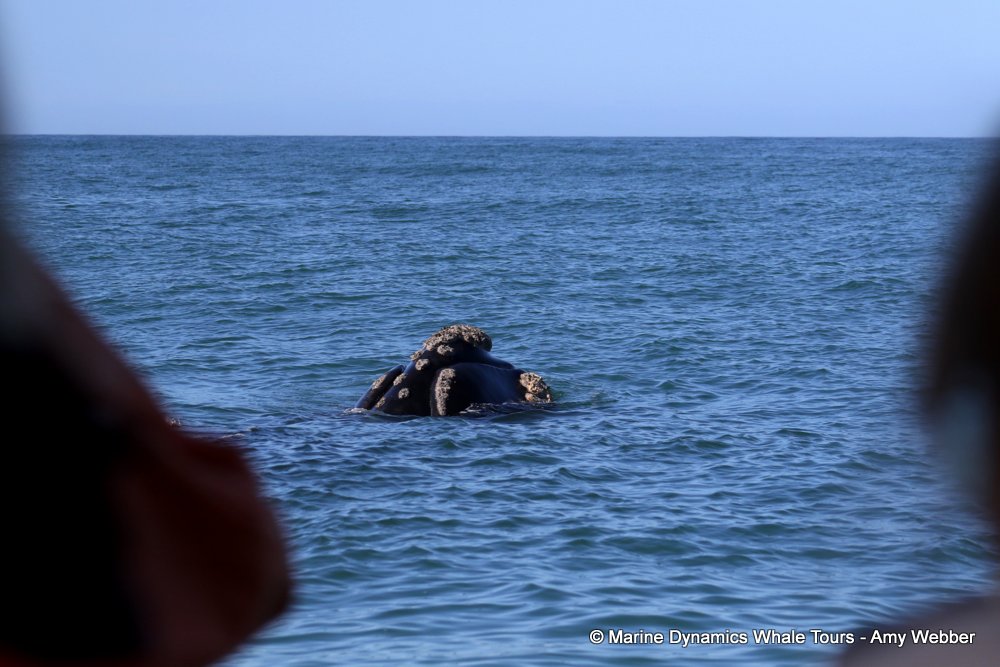Southern right whale, whale watching, gansbaai, south africa,