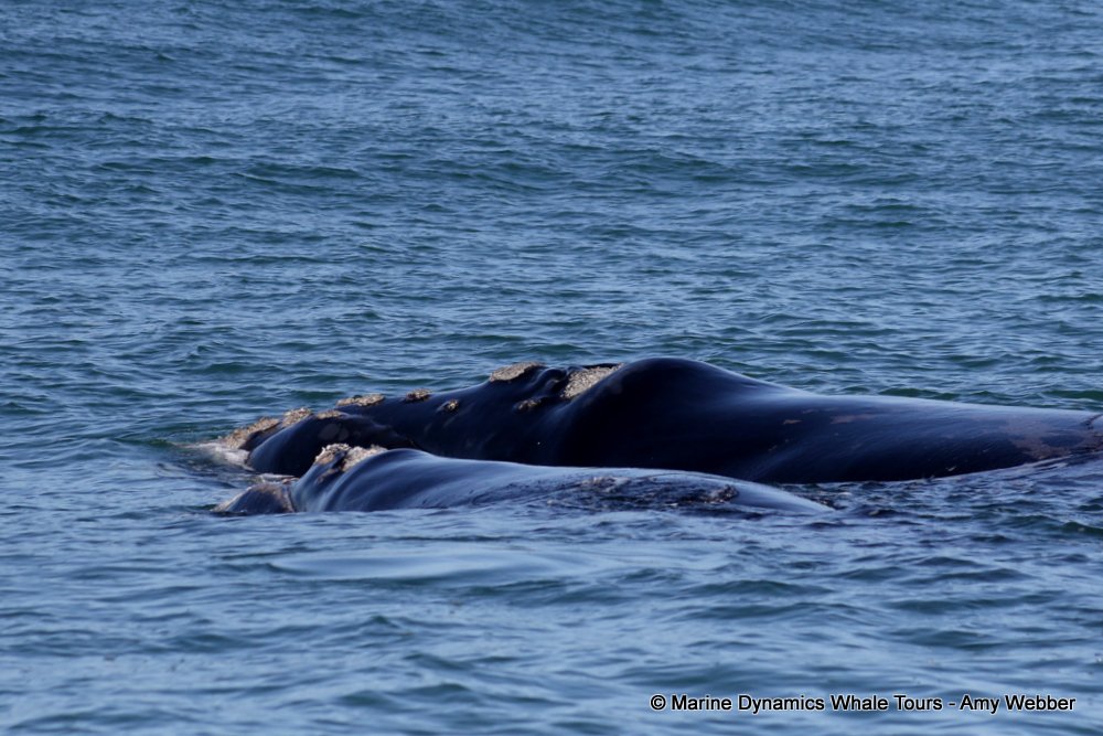 Southern right whale, whale watching, gansbaai, south africa,