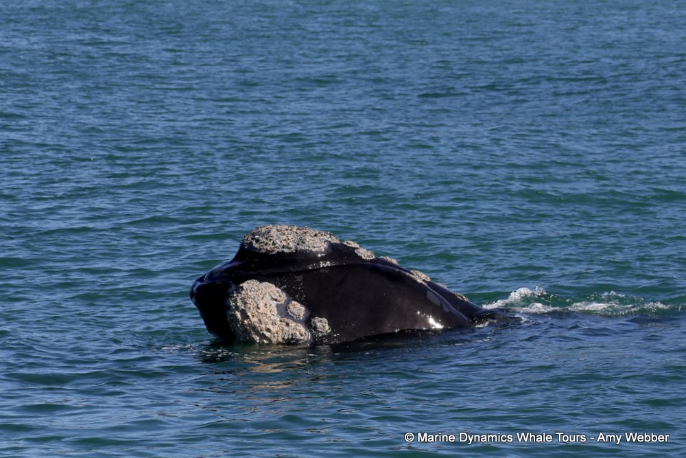 Southern right whale, whale watching, gansbaai, south africa,